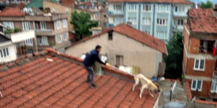 Çatısına çıkan 2 köpeği öldürmüştü: 8 yıl hapsi isteniyor