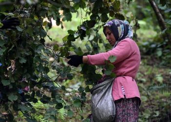 Üreticinin fındıkta beklentisi 45 lira