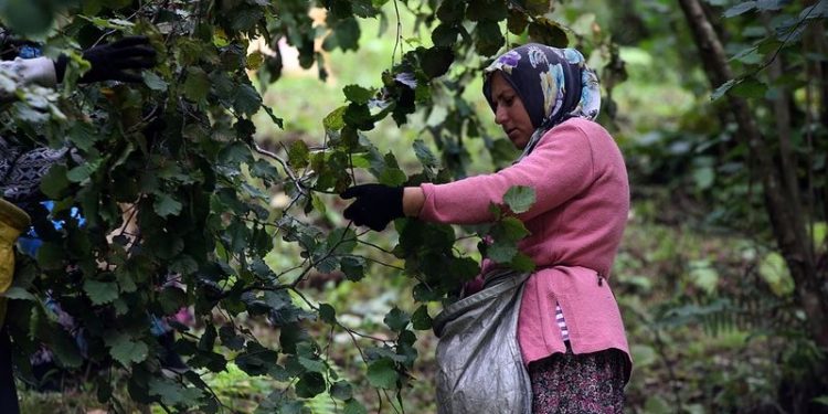 Üreticinin fındıkta beklentisi 45 lira
