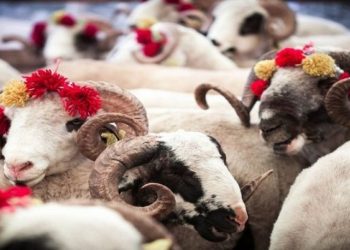 İnternette ucuz kurbana dikkat