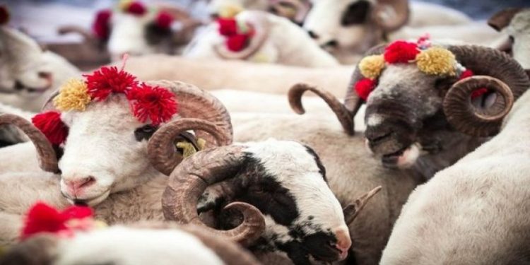 İnternette ucuz kurbana dikkat