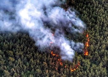 İzmir'de orman yangını
