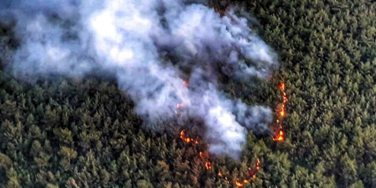 İzmir'de orman yangını
