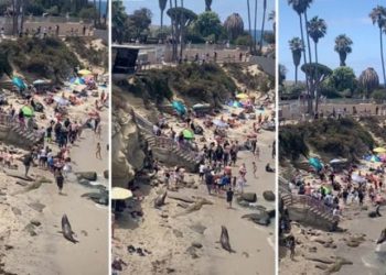 10 milyondan fazla izlendi: İnsanları 'kovalayan' deniz aslanlarının derdi çiftleşmekmiş