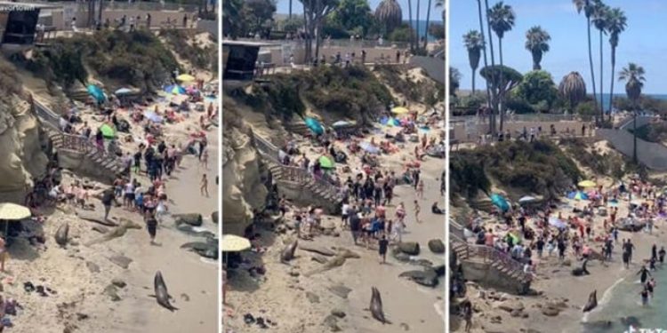 10 milyondan fazla izlendi: İnsanları 'kovalayan' deniz aslanlarının derdi çiftleşmekmiş