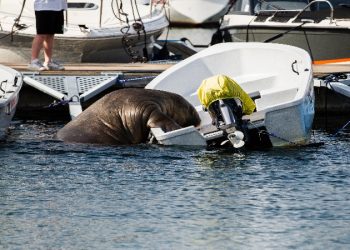 600 kilogramlık deniz aygırı, deniz botunda güneşlendi
