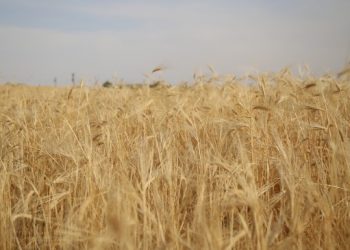 Diyarbakır’da 1 milyon dekar arazi ekilmedi