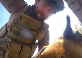Askerlerin köpeğe patlayıcı yüklediği ortaya çıktı