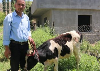HDP’li eşbaşkanın hayvanları ateş açılarak öldürüldü