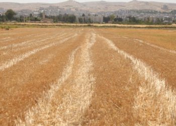 Erdoğan verdiği müjdeyle çiftçi maliyeti kurtaramıyor