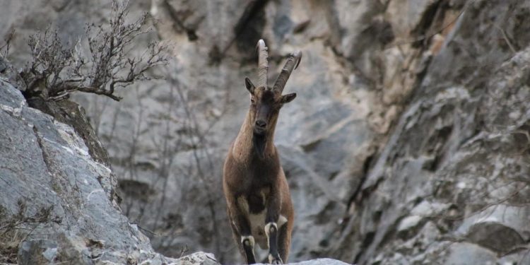 AKP, para karşılığı hayvan katliamlarına devam ediyor