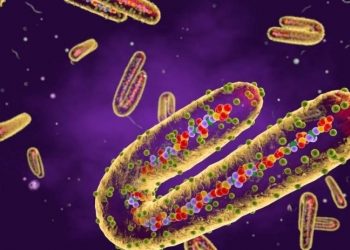 Afrika'da ölümcül 'Marburg' virüsü alarmı: 2 kişi öldü, WHO harekete geçti