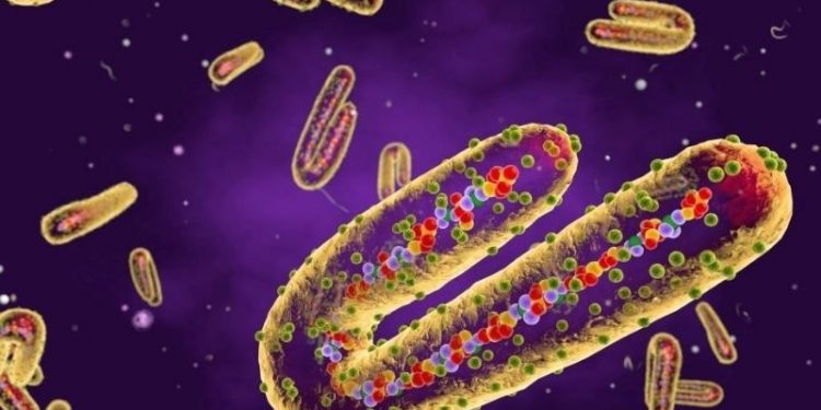 Afrika'da ölümcül 'Marburg' virüsü alarmı: 2 kişi öldü, WHO harekete geçti