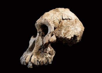 Afrika'daki insansı fosiller tahmin edilenden 1 milyon yıl daha büyük