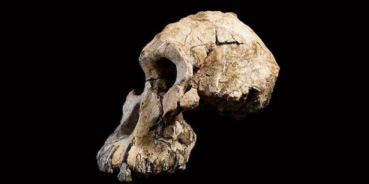 Afrika'daki insansı fosiller tahmin edilenden 1 milyon yıl daha büyük