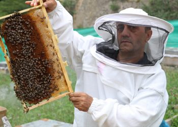 Anzer balının kilogram fiyatı 2 bin TL'ye çıkarıldı