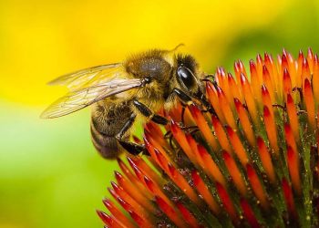 'Arılar tozlaşma görevini yapamazsa besin zinciri bozulacak'