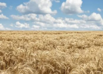 BM Gıda Görünümü raporu yayımlandı: Türkiye neden en çok buğday ithal eden 3. ülke?