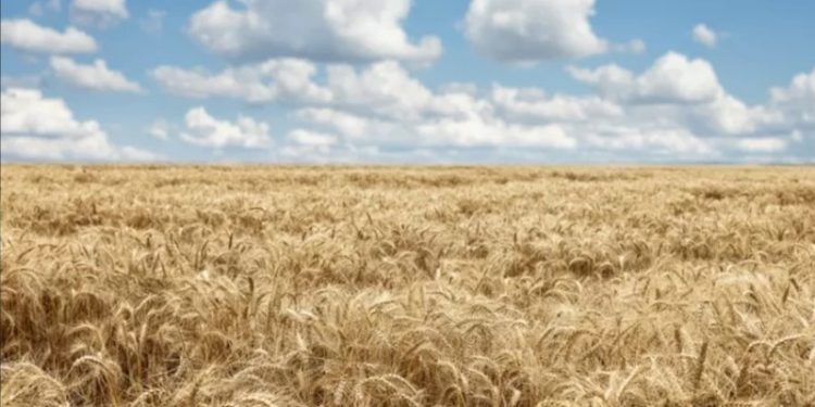 BM Gıda Görünümü raporu yayımlandı: Türkiye neden en çok buğday ithal eden 3. ülke?