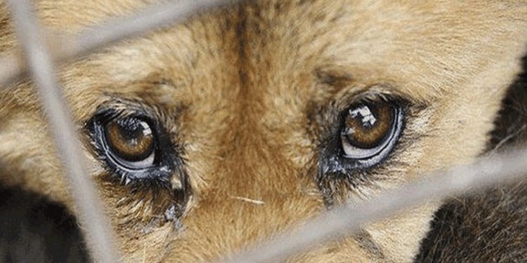 Bayındır Belediyesi çalışanının itirafı sonrası hayvanseverler ayaklandı: Ölüm kuyuları açılsın