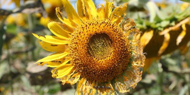 CHP'den 'Trakya afet bölgesi ilan edilsin' çağrısı: Ayçiçeği tarlalarını çayır tırtılları istila etti