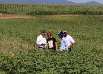 Çayır tırtılı Eskişehir'de bin 500 dönüm ayçiçeği tarlasına hasar verdi