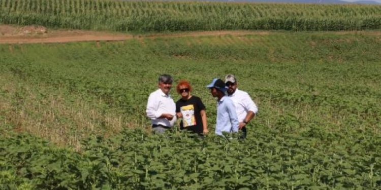 Çayır tırtılı Eskişehir'de bin 500 dönüm ayçiçeği tarlasına hasar verdi