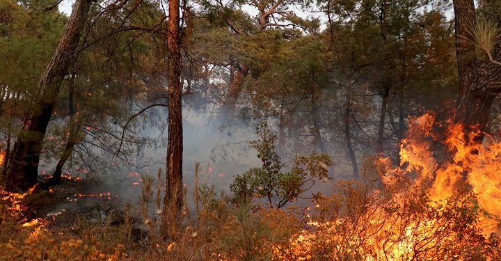 Datça’da yaklaşık 600 hektarlık alan zarar gördü, Bakan Kirişci rüzgardan şikayet etti