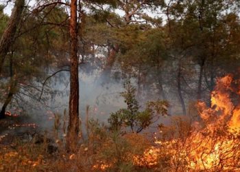 'Datça'da yangına neden olan trafo geçen yıl da yangın çıkardı' iddiası