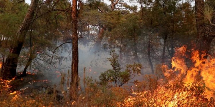 'Datça'da yangına neden olan trafo geçen yıl da yangın çıkardı' iddiası