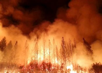 Dünyada orman yangınları: Kaliforniya'da acil durum, Yunanistan'da 24 saatte 53 yangın