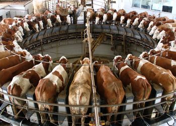 Edirne Süt Üreticileri Birliği Başkanı Suiçmez: Dişi hayvanlarımızı özel koruma altına almamız lazım