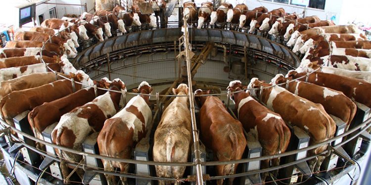 Edirne Süt Üreticileri Birliği Başkanı Suiçmez: Dişi hayvanlarımızı özel koruma altına almamız lazım
