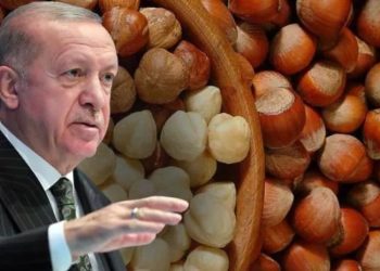 Erdoğan açıkladı: Fındık taban fiyatı 54 TL