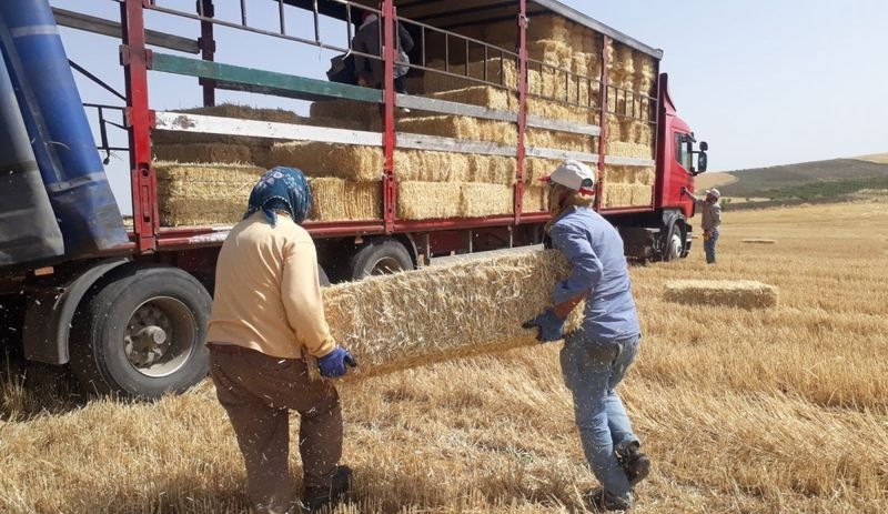 FAO raporu: Verimli toprakları olan Türkiye, arpa, buğday ithalatında dünya üçüncüsü oldu