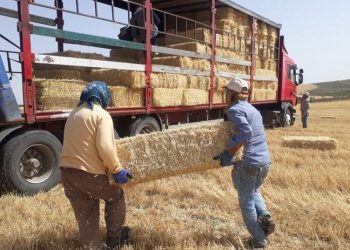 FAO raporu: Verimli toprakları olan Türkiye, arpa, buğday ithalatında dünya üçüncüsü oldu