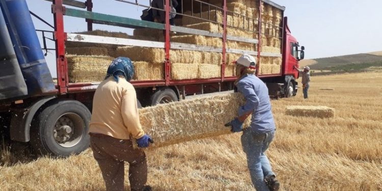 FAO raporu: Verimli toprakları olan Türkiye, arpa, buğday ithalatında dünya üçüncüsü oldu