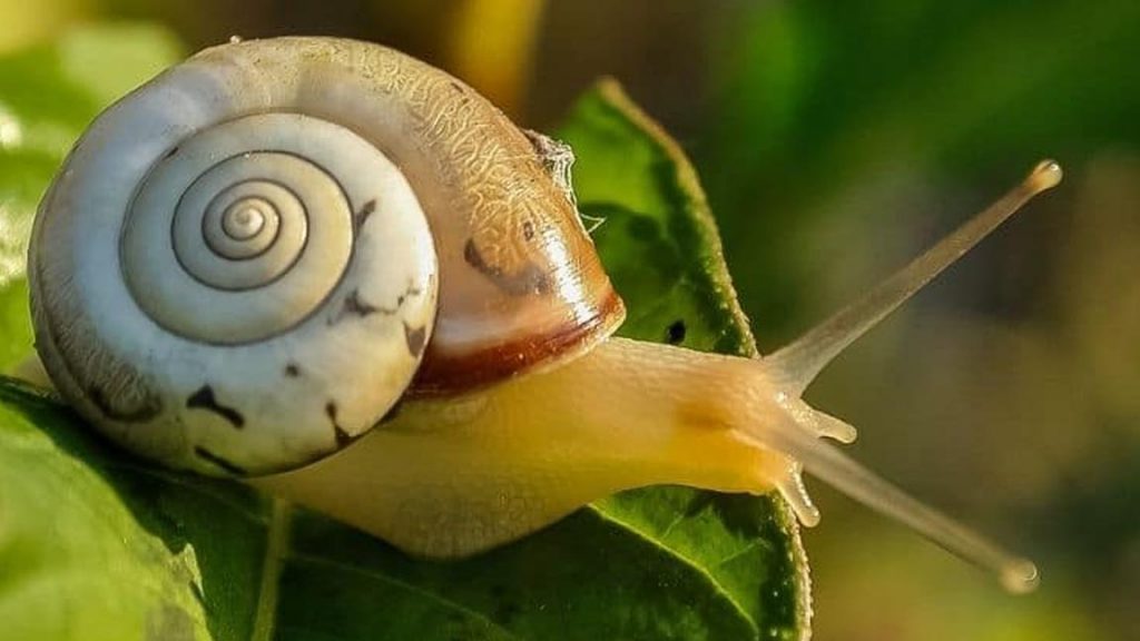 Florida'da salyangoz istilası: Bölge karantinaya alındı