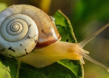 Florida'da salyangoz istilası: Bölge karantinaya alındı