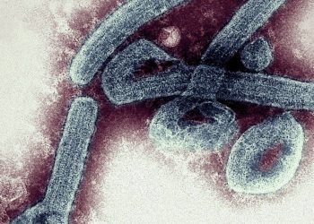 Gana'da ölümcül Marburg virüsü paniği: İki kişi hayatını kaybetti