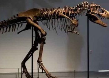 Gorgosaurus: Dinozor iskeleti açık artırmada 6 milyon dolara satıldı
