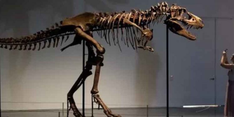 Gorgosaurus: Dinozor iskeleti açık artırmada 6 milyon dolara satıldı