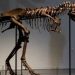 Gorgosaurus: Dinozor iskeleti açık artırmada 6 milyon dolara satıldı