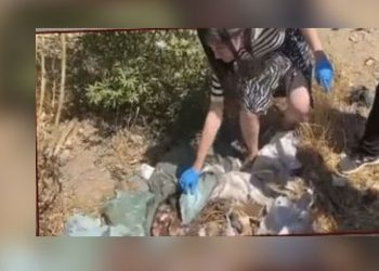 Hasta sokak hayvanlarını ilaçla uyutup, açtıkları çukurlara gömdüler