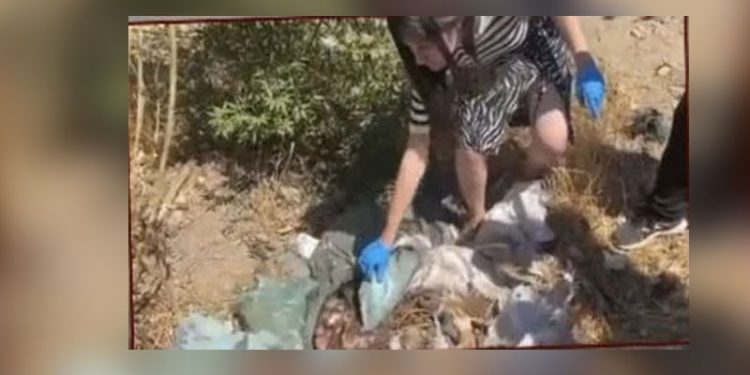 Hasta sokak hayvanlarını ilaçla uyutup, açtıkları çukurlara gömdüler