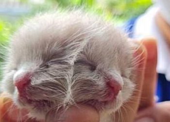 'İki yüzlü' doğan kedi hayata tutunmayı başardı: İki ağzından da süt içebiliyor