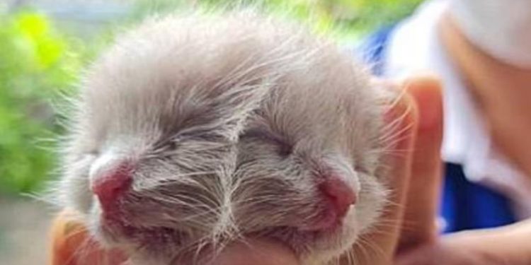 'İki yüzlü' doğan kedi hayata tutunmayı başardı: İki ağzından da süt içebiliyor