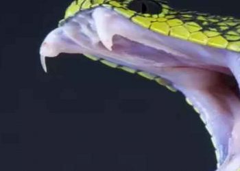 İngiltere'de yılan tarafından ısırılan kişilerin sayısı artıyor