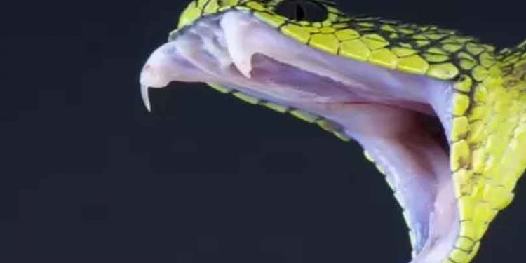 İngiltere'de yılan tarafından ısırılan kişilerin sayısı artıyor