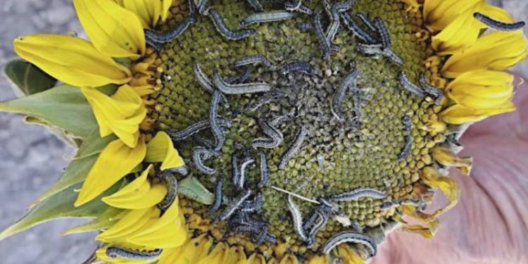 İstanbul'da çayır tırtılı alarmı: 25 bin dekarlık alanda etkili oldu